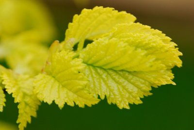 Ulmus minor 'Wredei' - jilm habrolistý - list2